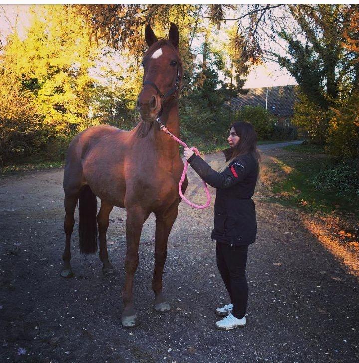 Dansk Varmblod Tusindfryd Himmelhest  billede 1