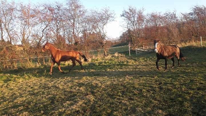 Dansk Varmblod Tusindfryd Himmelhest  billede 5