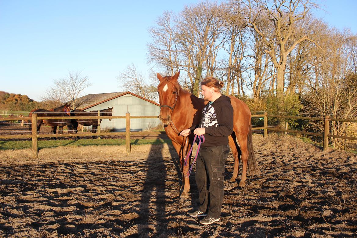 Dansk Varmblod Tusindfryd Himmelhest  billede 6