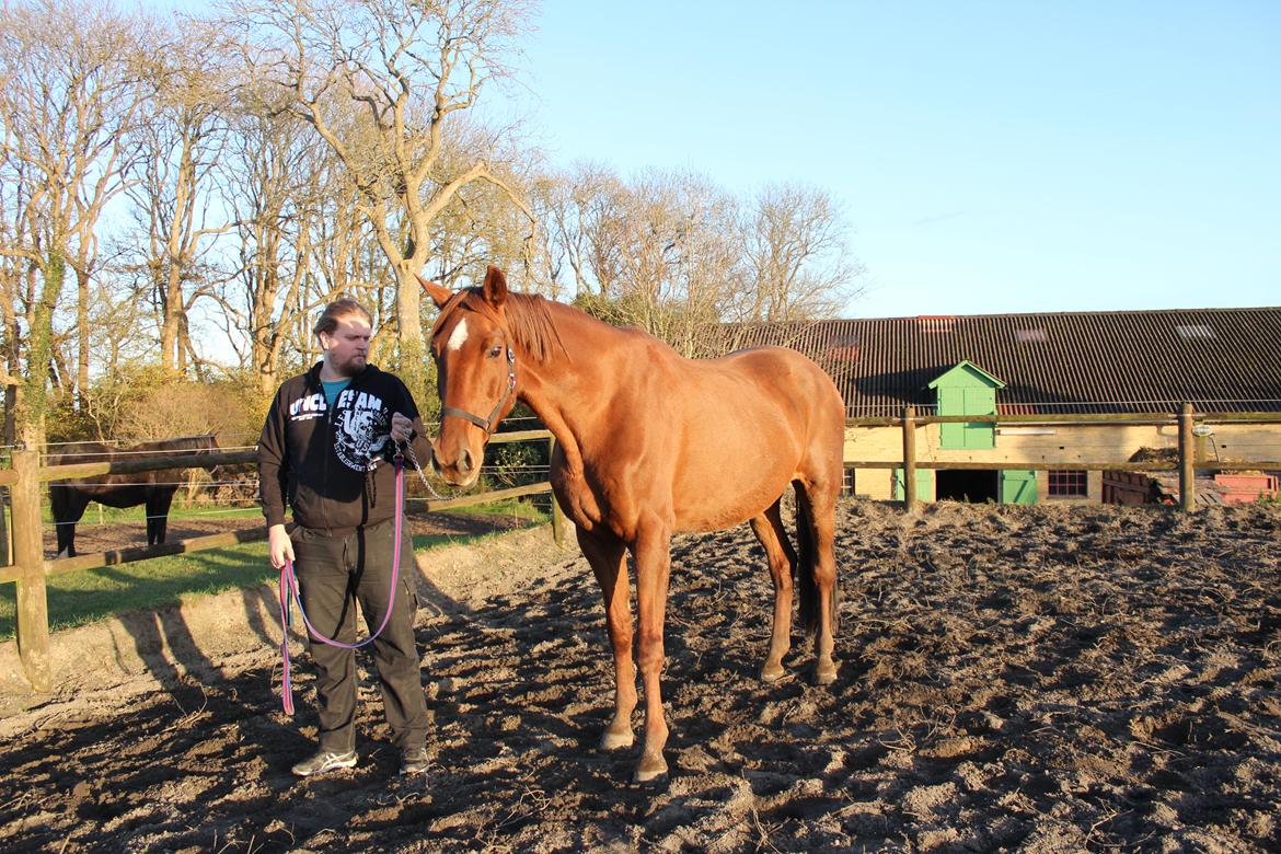 Dansk Varmblod Tusindfryd Himmelhest  billede 7