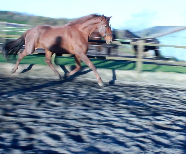 Dansk Varmblod Tusindfryd Himmelhest  billede 9