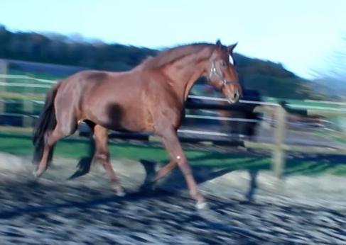 Dansk Varmblod Tusindfryd Himmelhest  billede 10