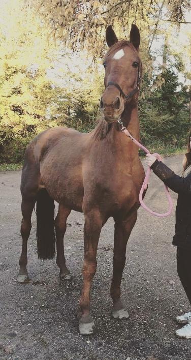 Dansk Varmblod Tusindfryd Himmelhest  billede 2