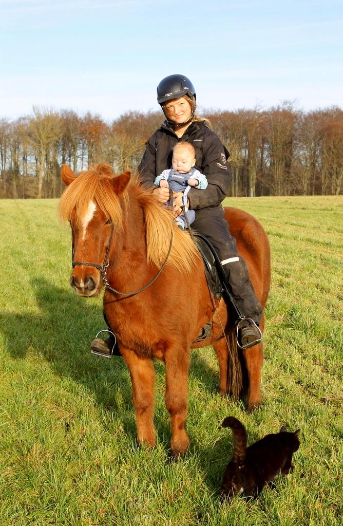 Islænder Glóblesa fra Stald Hovslag billede 15