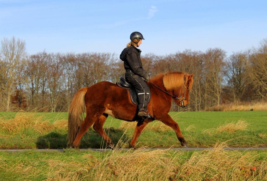 Islænder Glóblesa fra Stald Hovslag - Gloá 6 år gammel. billede 21