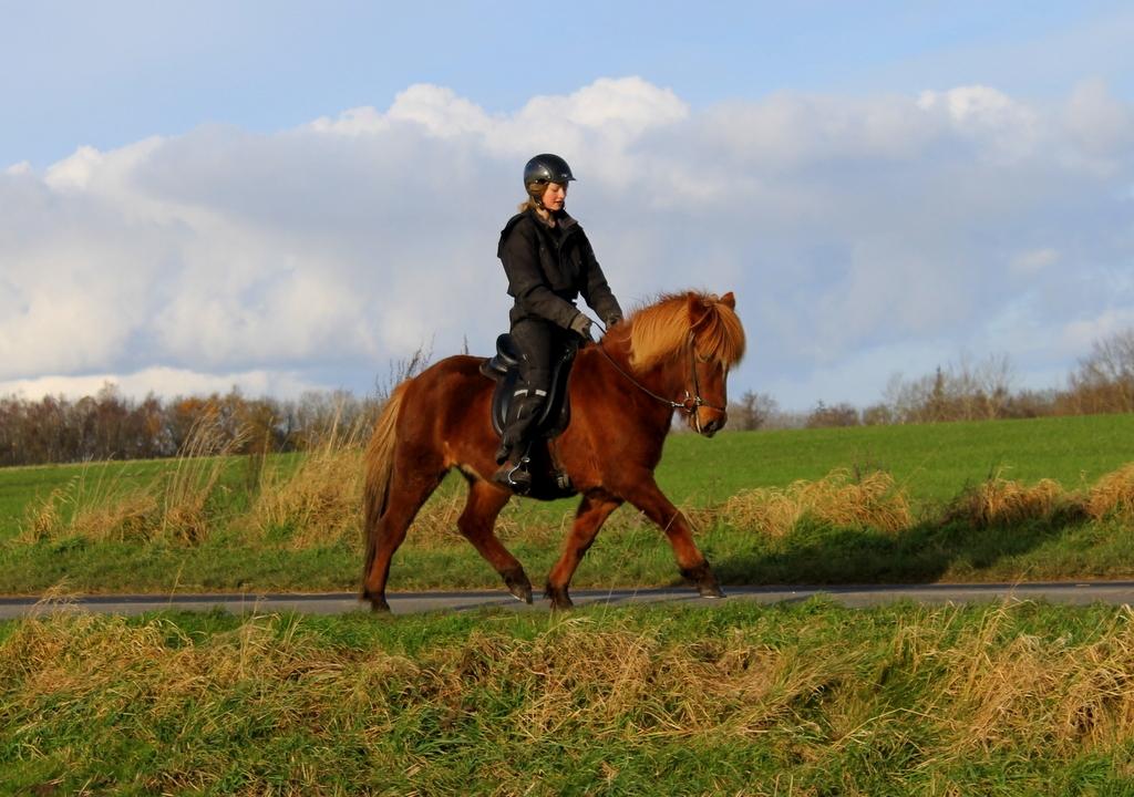 Islænder Glóblesa fra Stald Hovslag - Gloá 6 år gammel. billede 19