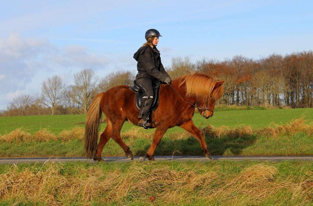 Islænder Glóblesa fra Stald Hovslag - Gloá 6 år gammel. billede 30