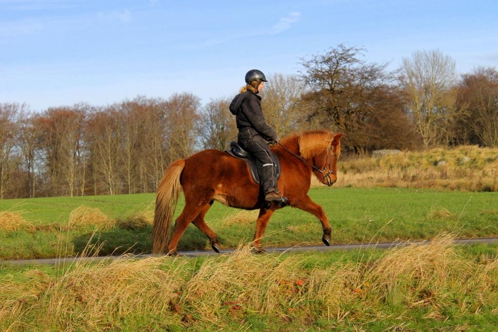 Islænder Glóblesa fra Stald Hovslag - Gloá 6 år gammel. billede 7