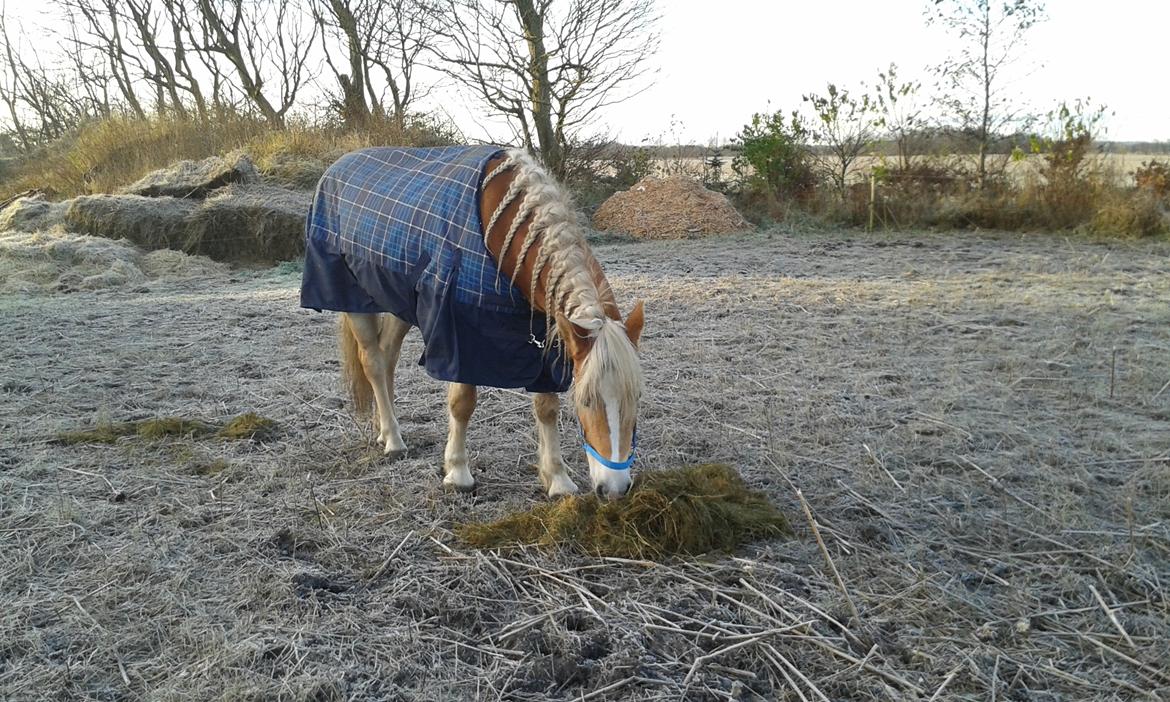Tyroler Haflinger Luca-Lavanda billede 11