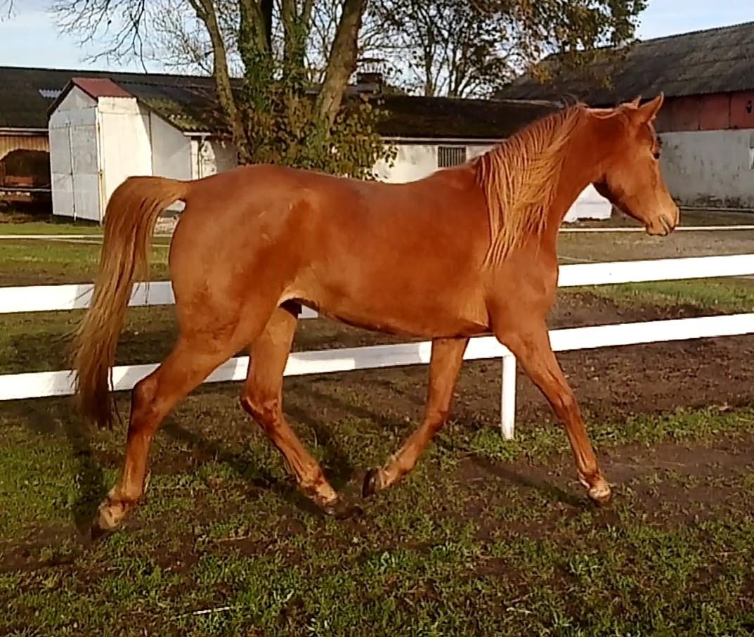 Arabisk fuldblod (OX) Emira bint Gharib ox *SOLGT* billede 43