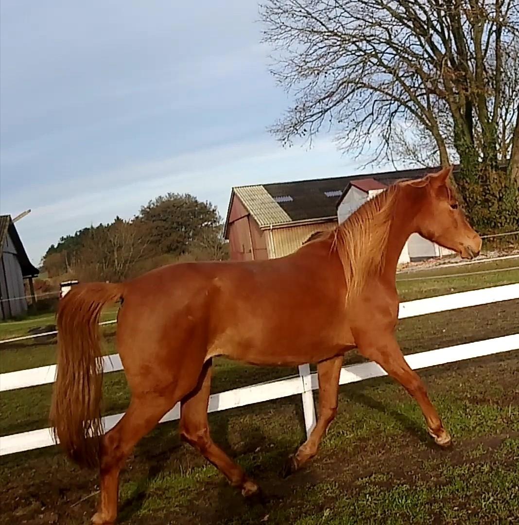 Arabisk fuldblod (OX) Emira bint Gharib ox *SOLGT* billede 44