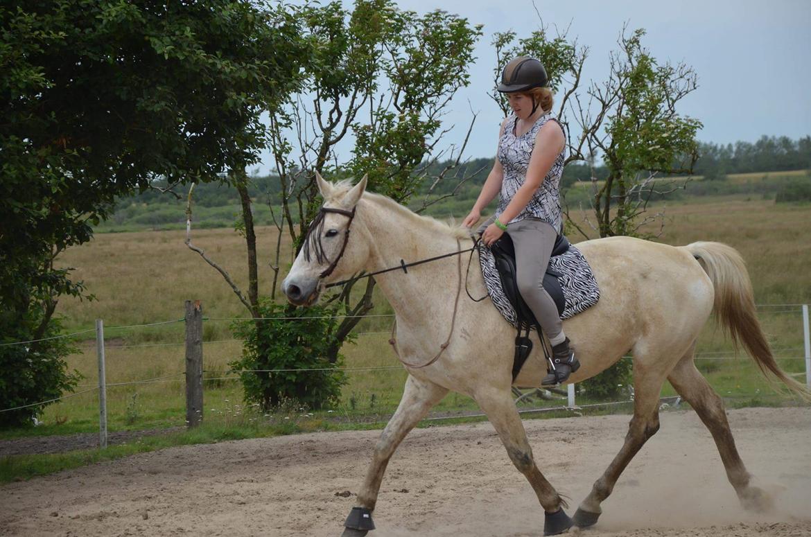 Anden særlig race Clinton  (Præsidenten)  billede 20