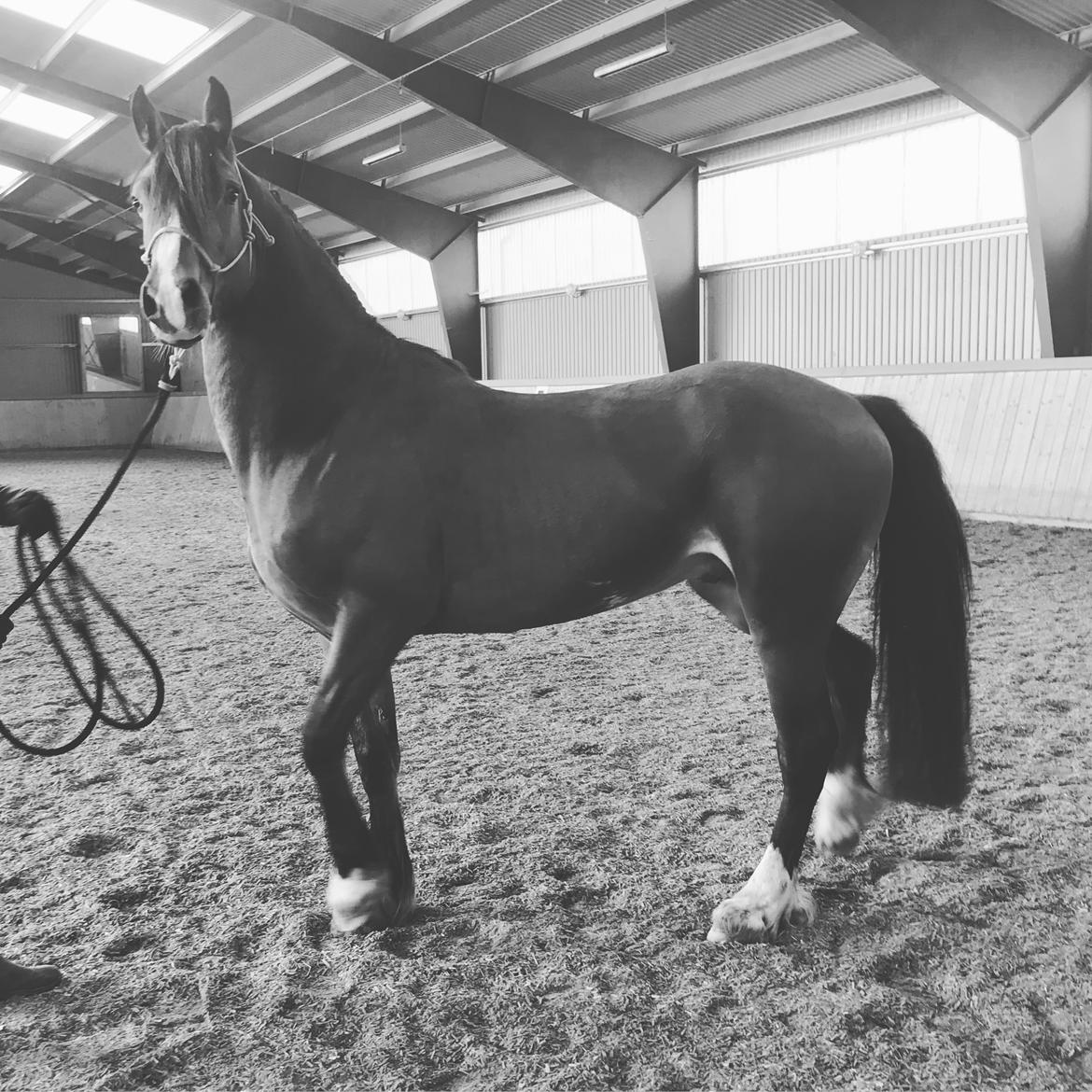 Welsh Cob (sec D) Danaway Sparc * avlshingst * billede 16