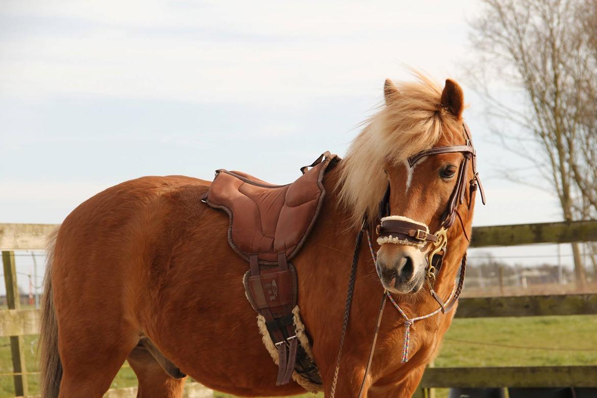 Islænder blanding (arnicorn) | Stjarni billede 10