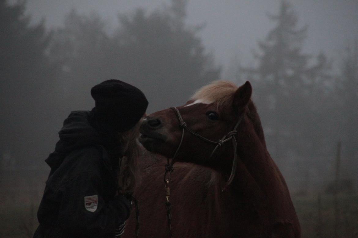 Islænder blanding (arnicorn) | Stjarni billede 17