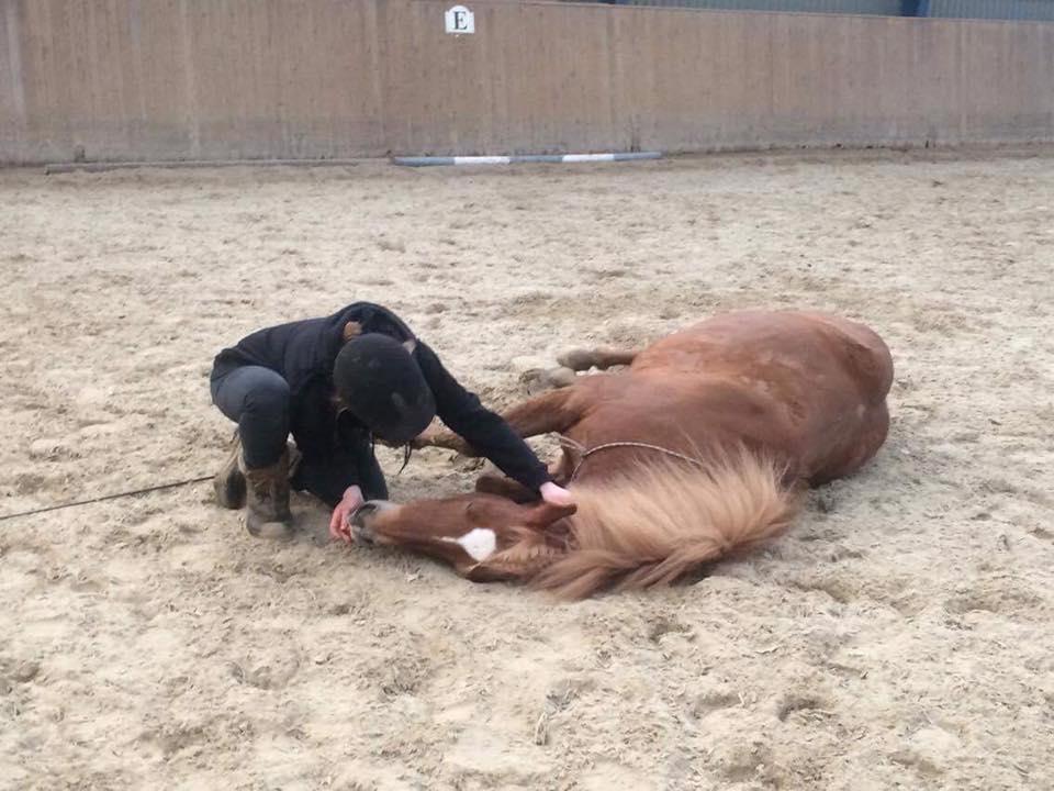 Islænder blanding (arnicorn) | Stjarni - Stjarni har kunne ligge på kommando siden sommer 2013 cirka, men har først fået nok selvtilid til at kunne ligge flat ned, 2017 billede 18