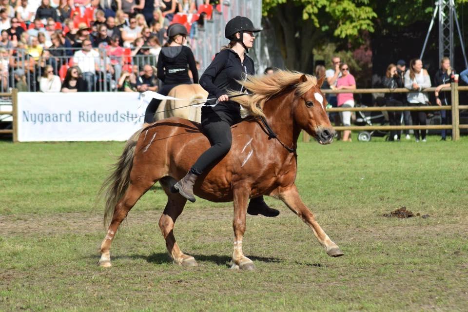 Islænder blanding (arnicorn) | Stjarni - Store hestedag 2017, hvor Stjarni og jeg red show med resten af Mia Lykke Nielsens showhold.   billede 2