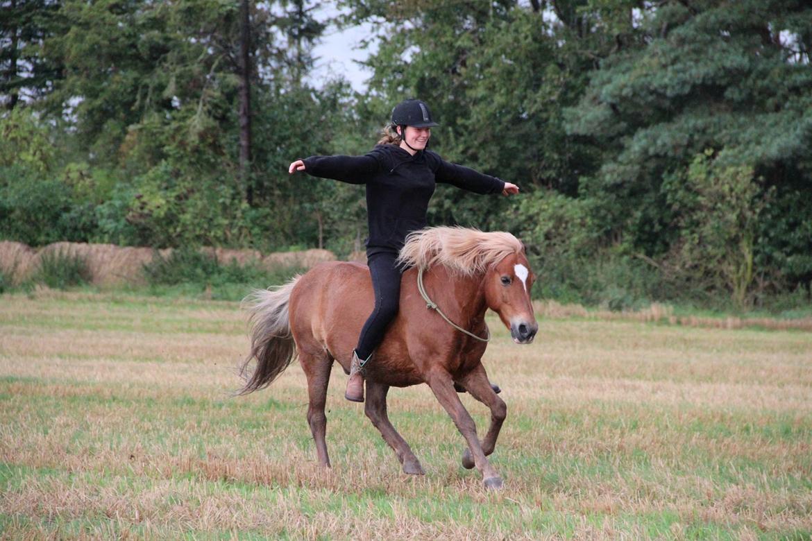 Islænder blanding (arnicorn) | Stjarni - Galop på stubmark i cordeo, 2017 billede 7