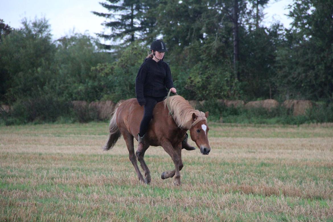 Islænder blanding (arnicorn) | Stjarni - Galop på stubmark i cordeo, 2017 billede 5