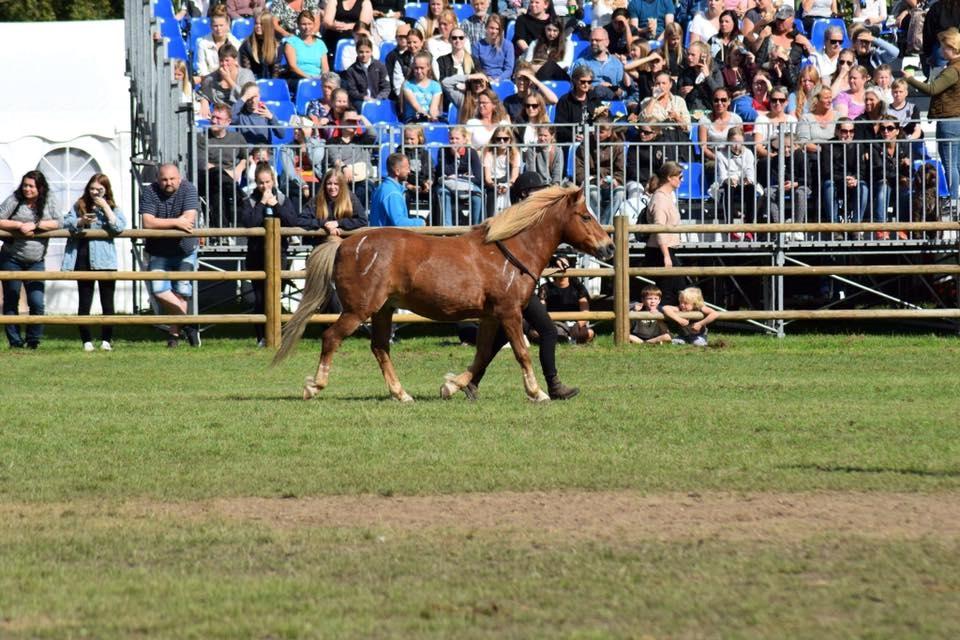 Islænder blanding (arnicorn) | Stjarni - Store hestedag 2017. Kæmpe oplevelse, hvor Stjarni var en af de mest eksemplariske heste på banen her. Han fuldførte til UG, uden nogen problemer, og var der 200% billede 20