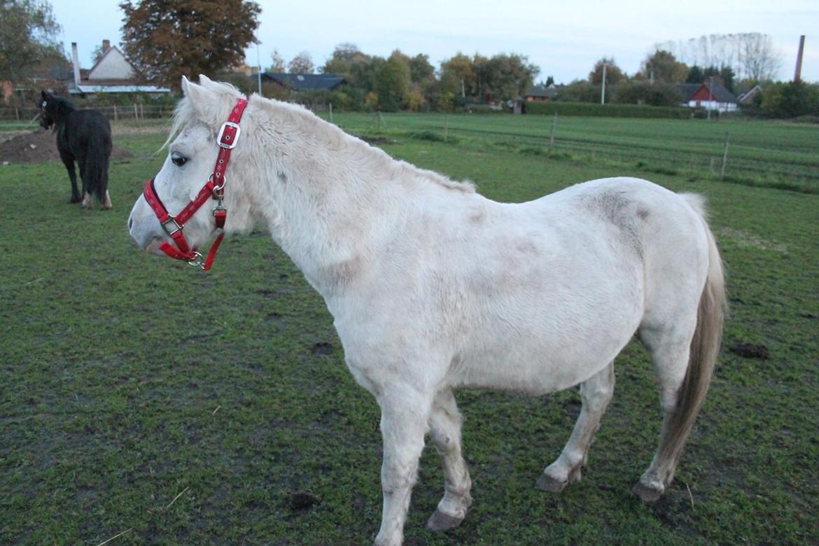 Welsh Mountain (sec A) Poulsen (Trolden) billede 29