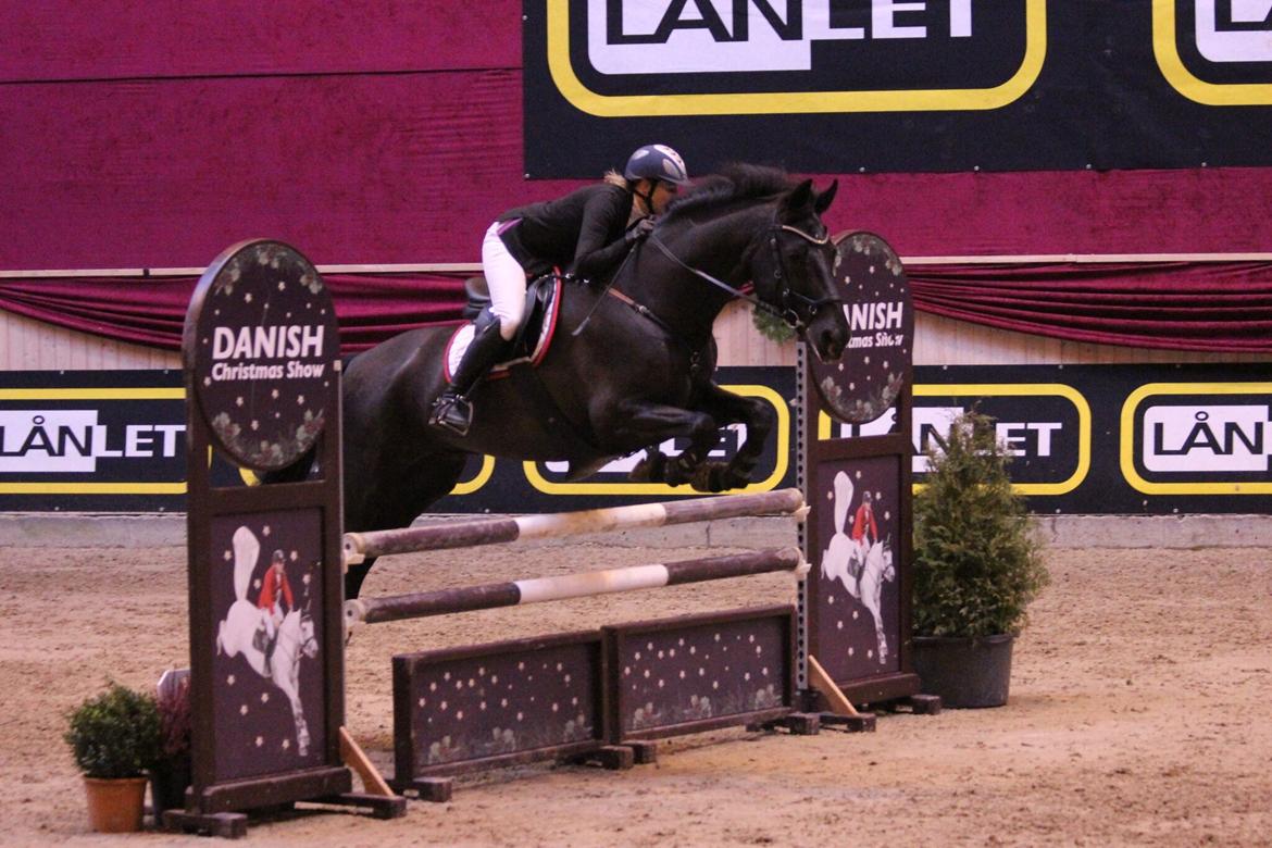 Anden særlig race Kashmir billede 13