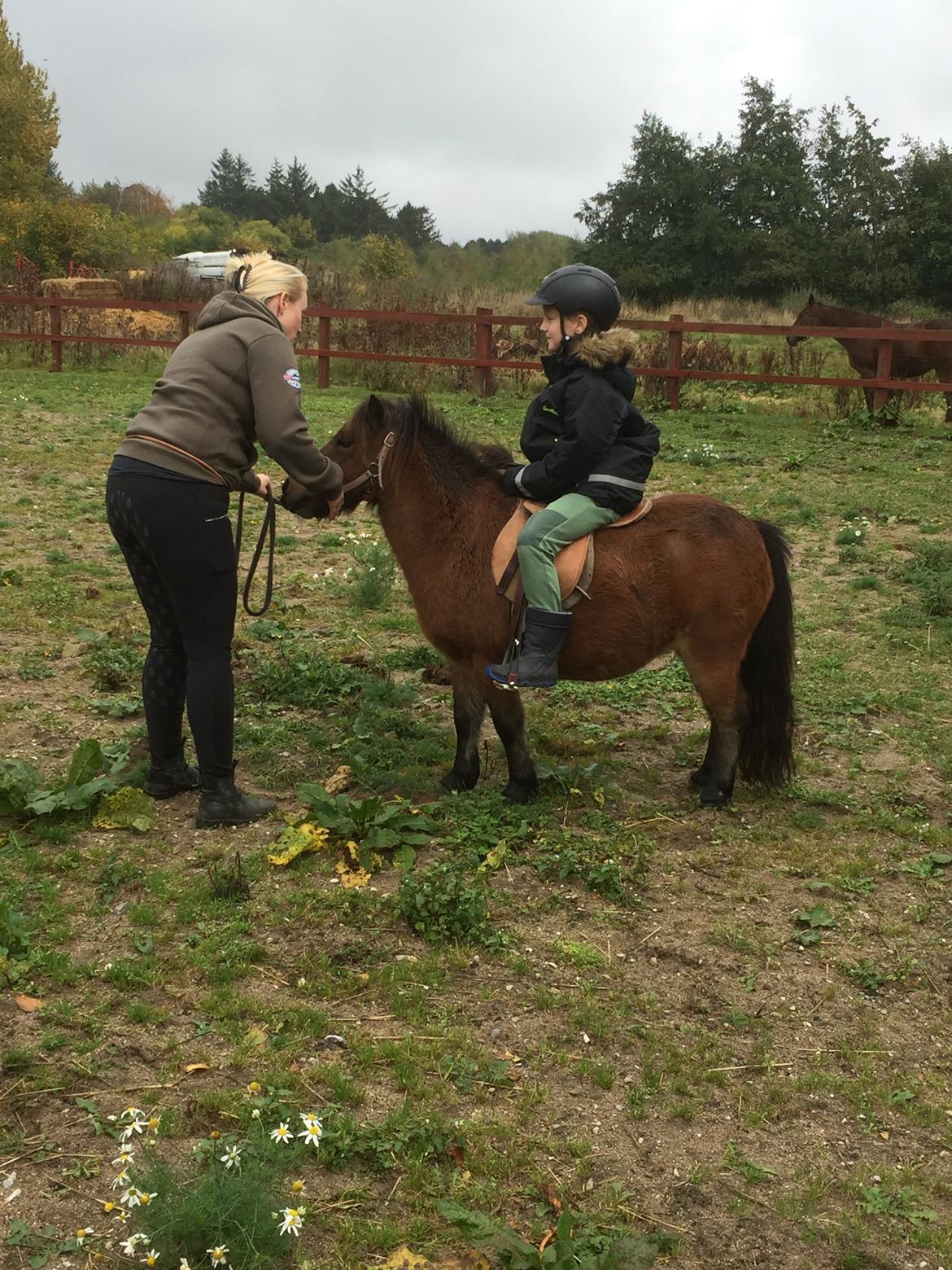 Shetlænder My billede 12