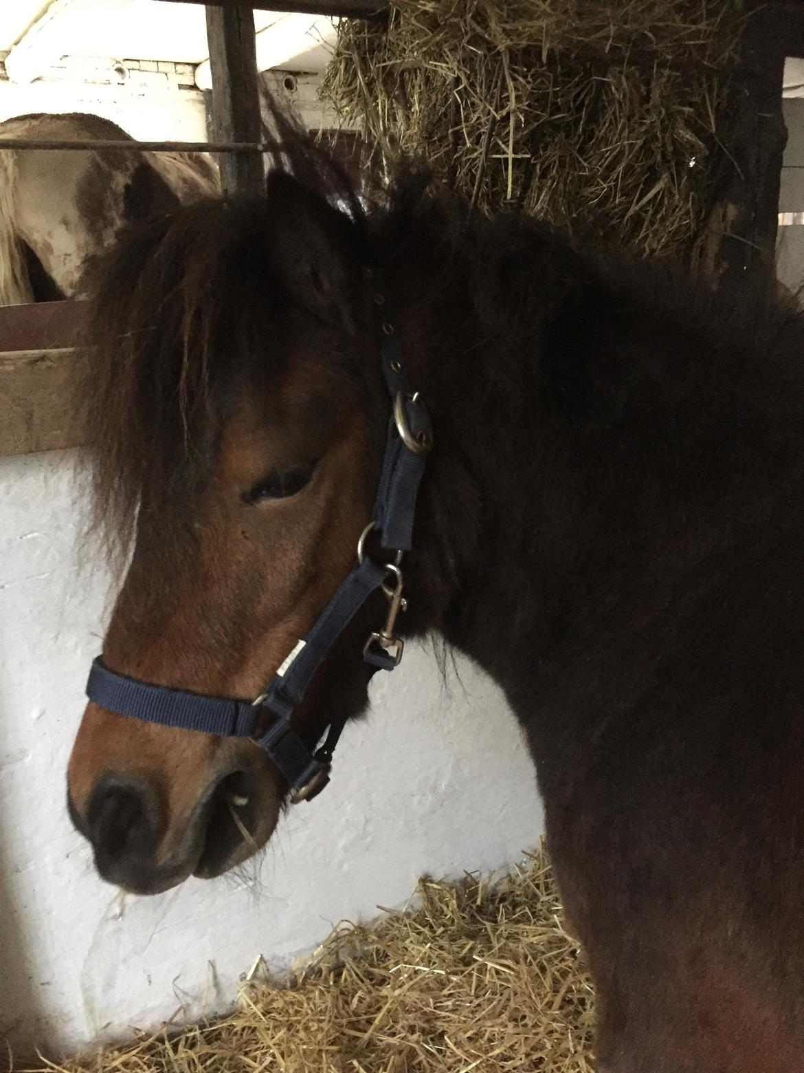 Shetlænder My billede 13