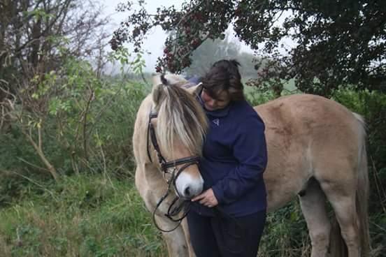 Fjordhest Ørvads lano billede 36