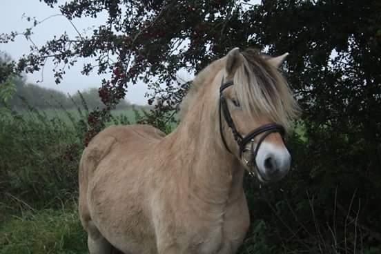 Fjordhest Ørvads lano billede 30