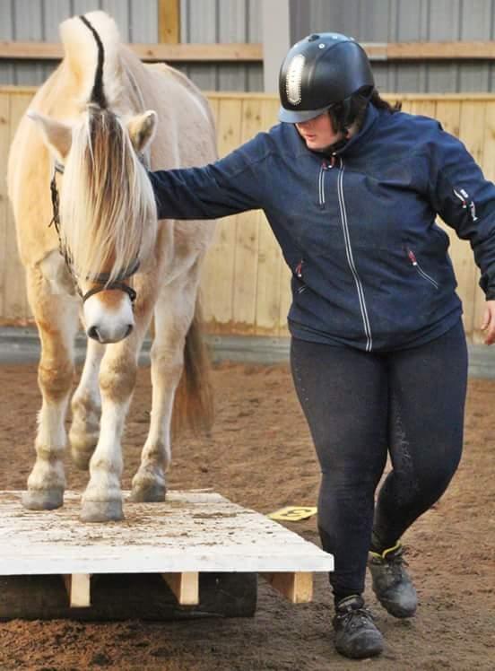 Fjordhest Ørvads lano billede 31