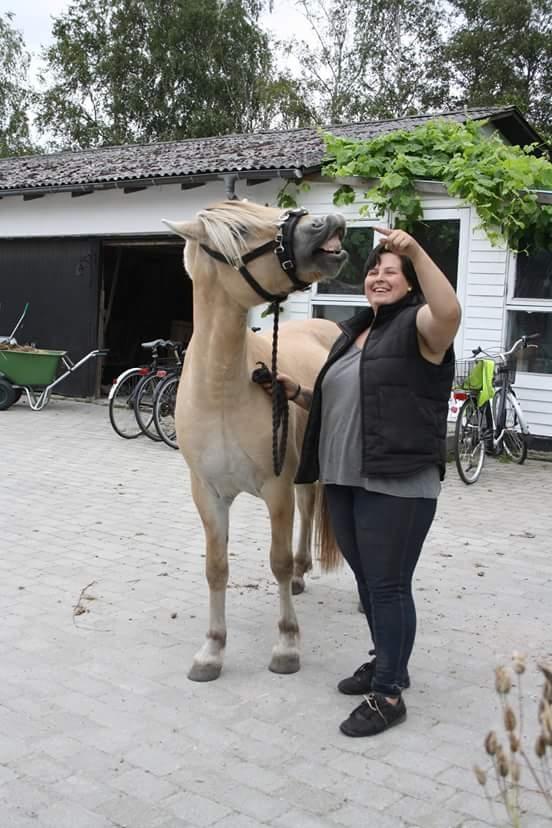 Fjordhest Ørvads lano billede 32