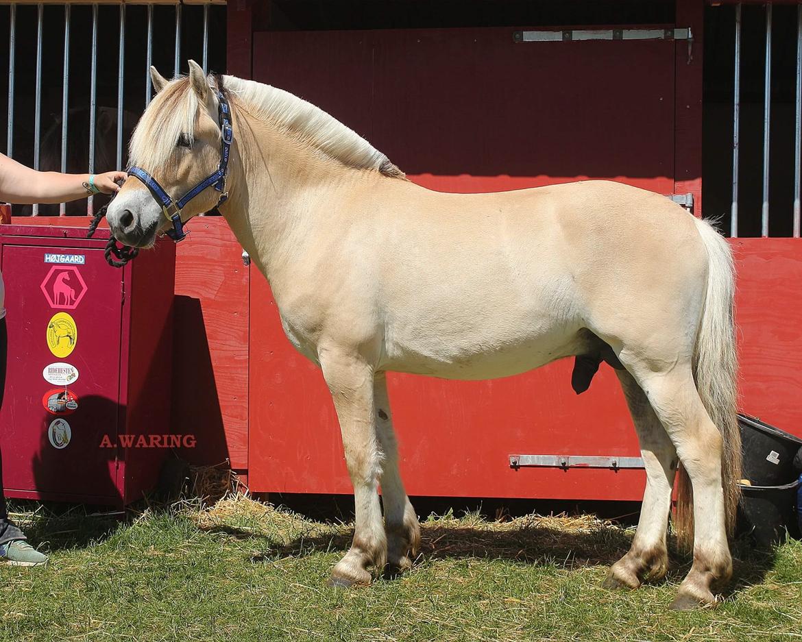 Fjordhest Ørvads lano billede 33