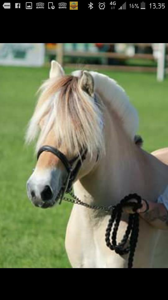 Fjordhest Ørvads lano billede 34