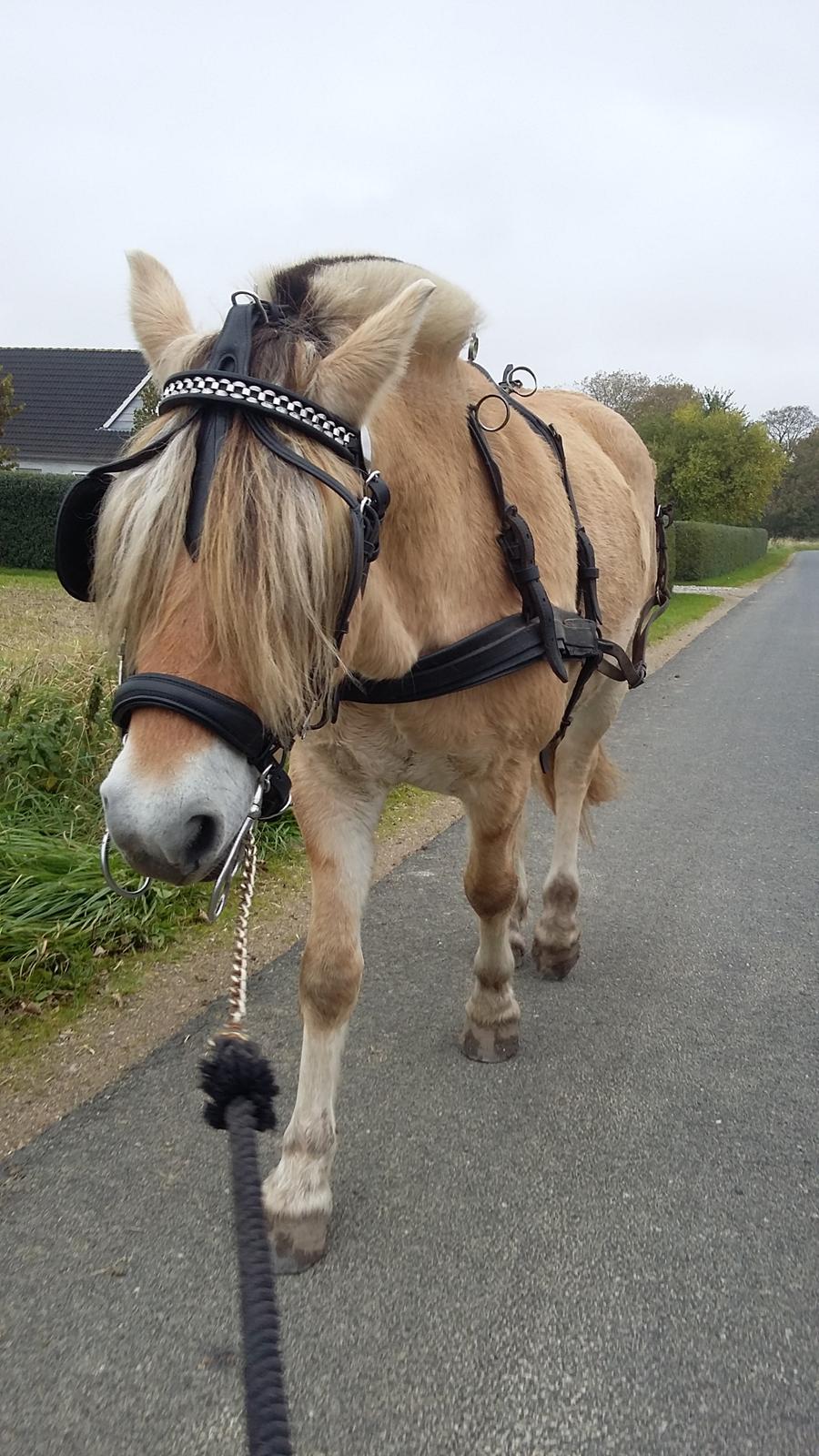 Fjordhest Ørvads lano billede 35