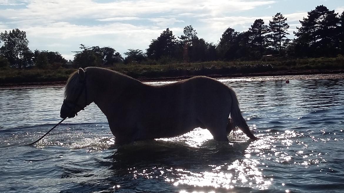 Fjordhest Ørvads lano billede 37