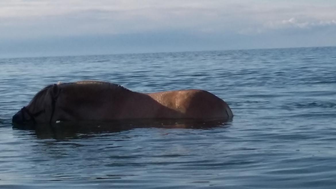 Fjordhest Ørvads lano billede 38