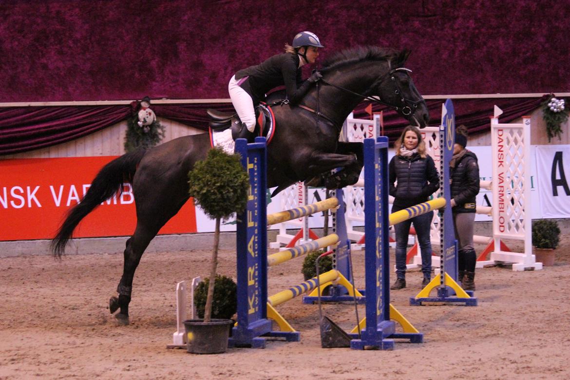 Anden særlig race Kashmir billede 10