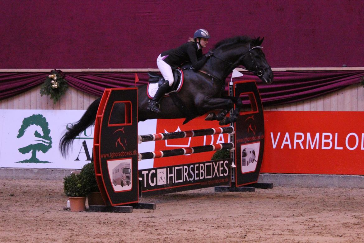 Anden særlig race Kashmir billede 1