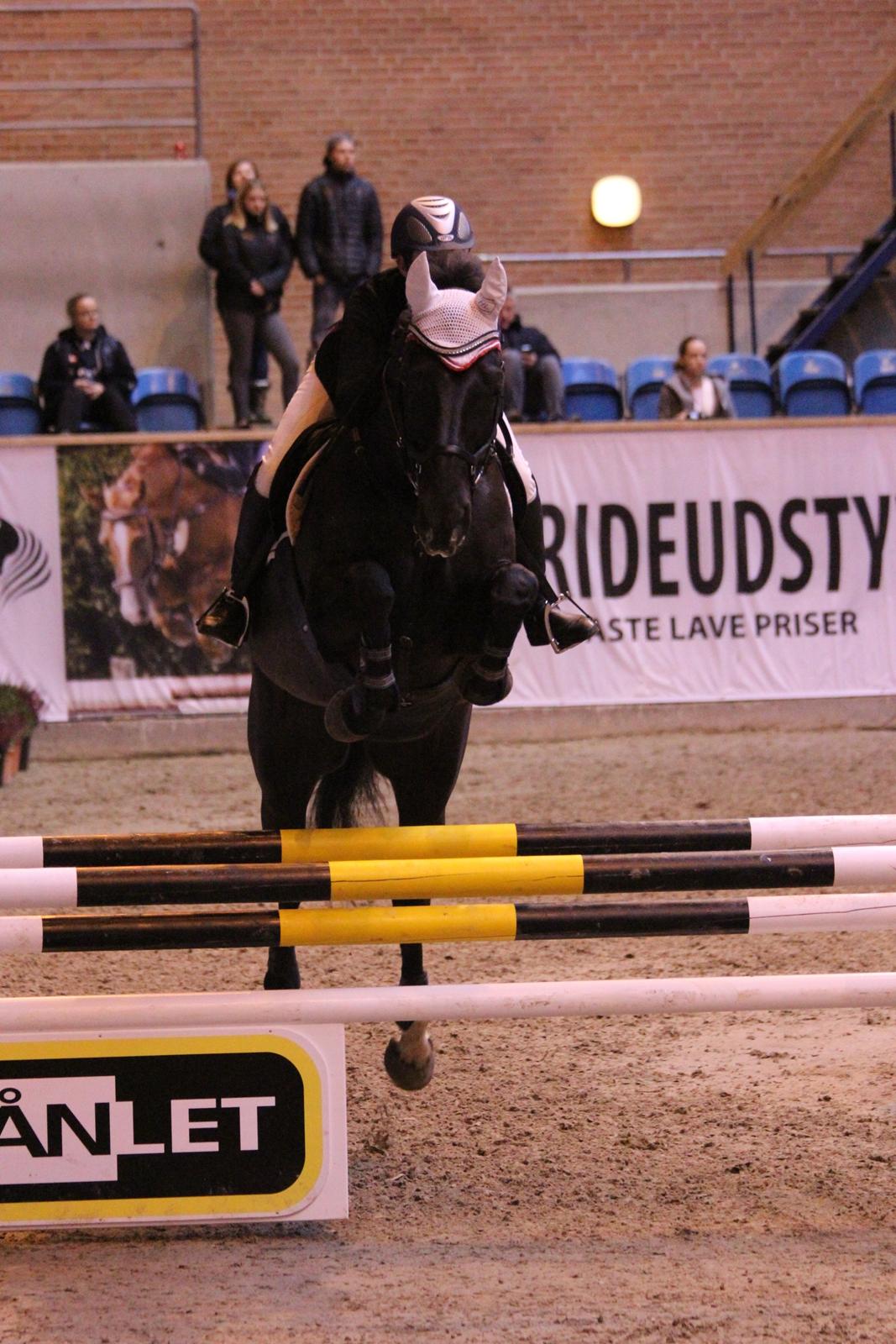 Anden særlig race Kashmir billede 7