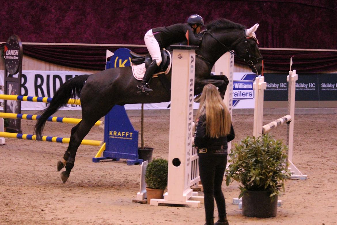 Anden særlig race Kashmir billede 16