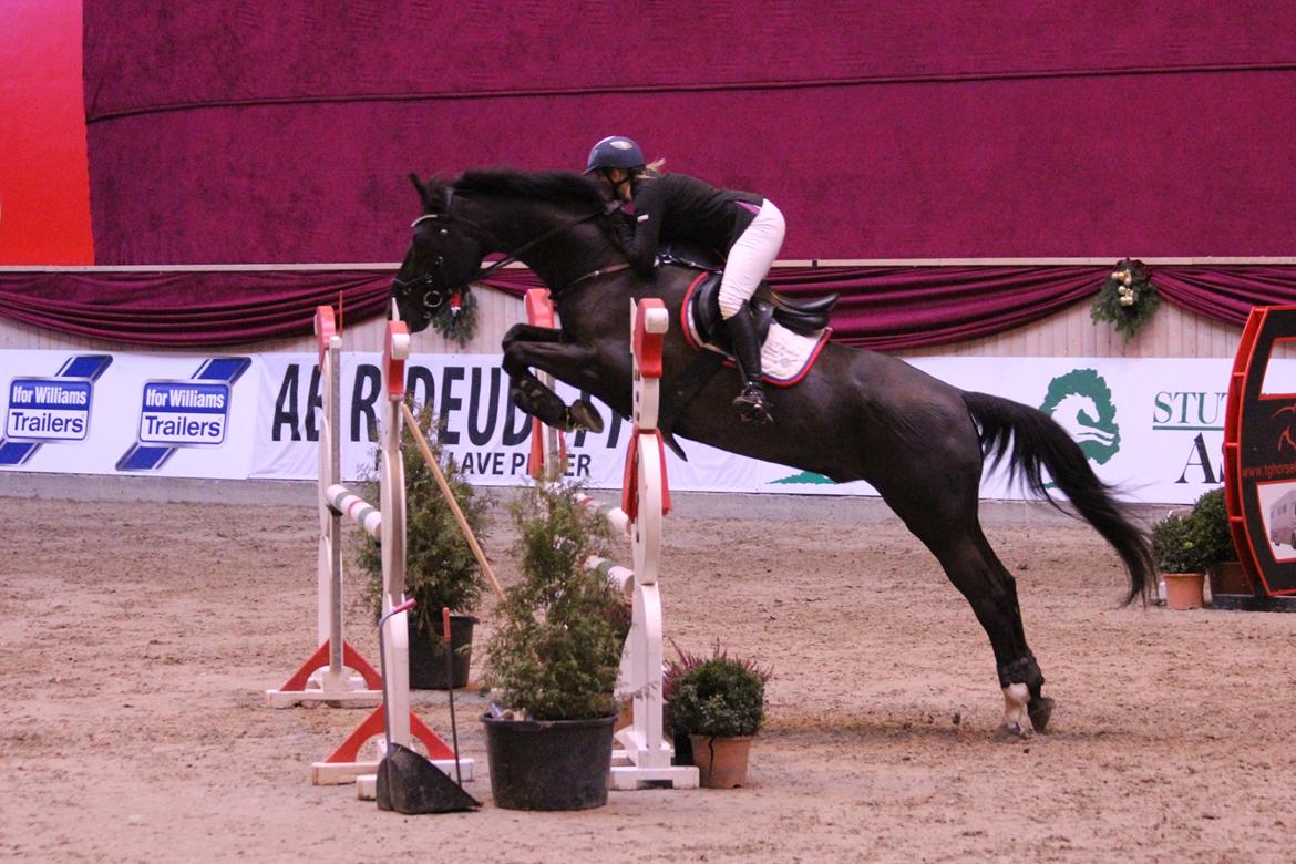 Anden særlig race Kashmir billede 4