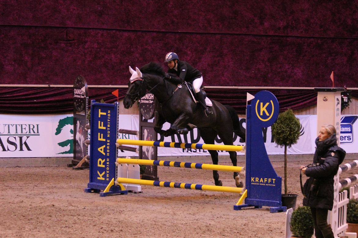 Anden særlig race Kashmir billede 19