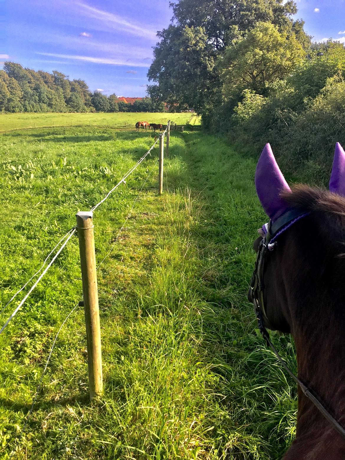 New Forest Kærgaardens Chili billede 10