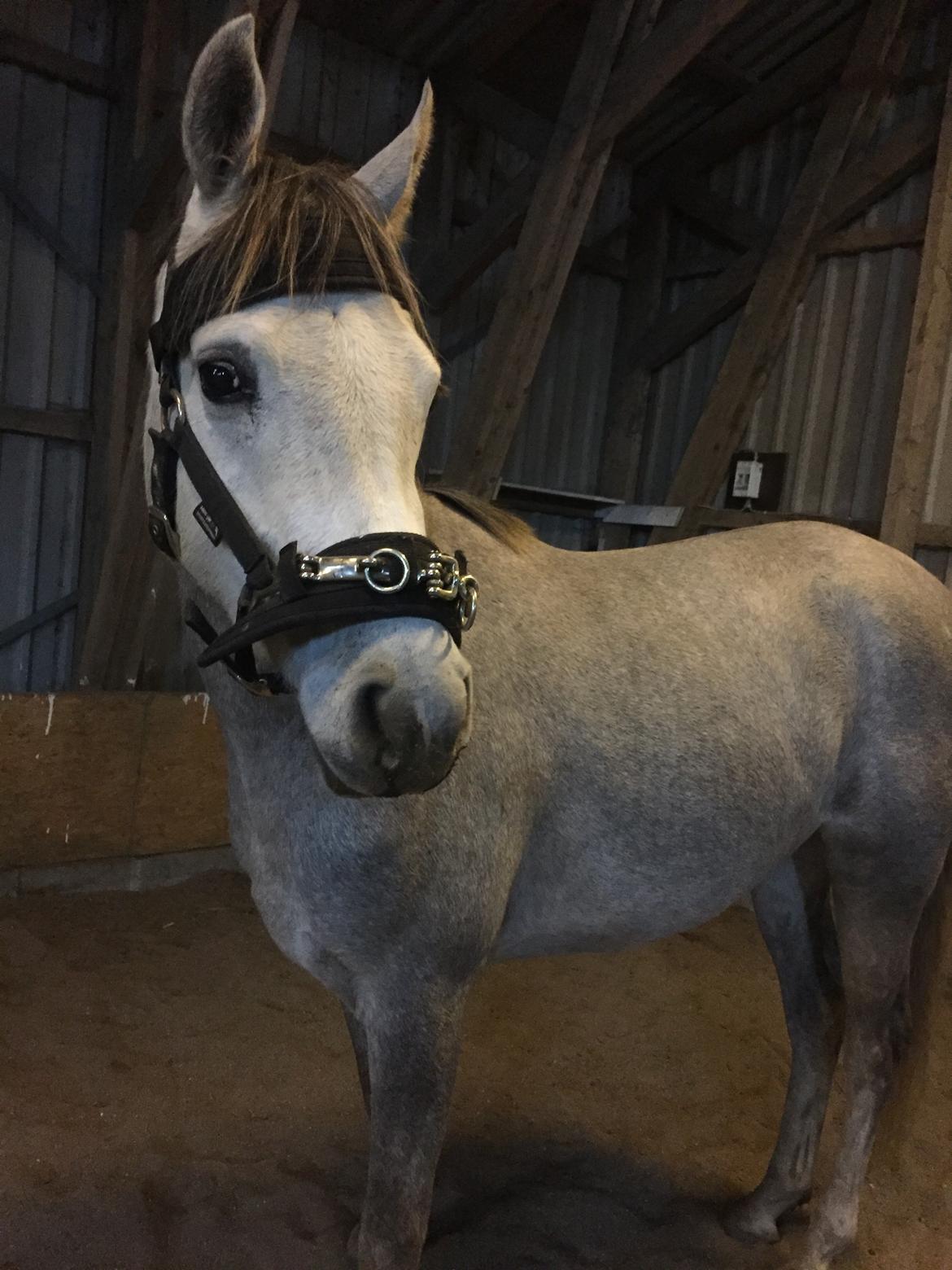 Anden særlig race Suna's Miss Diva - Diva er en diva, men hun er dælme også en ærlig tøs<3 billede 6