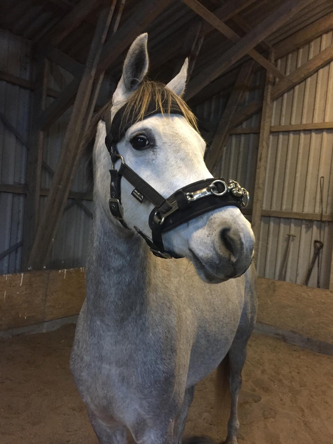 Anden særlig race Suna's Miss Diva - Diva 2 gang til longe træning <3 billede 13