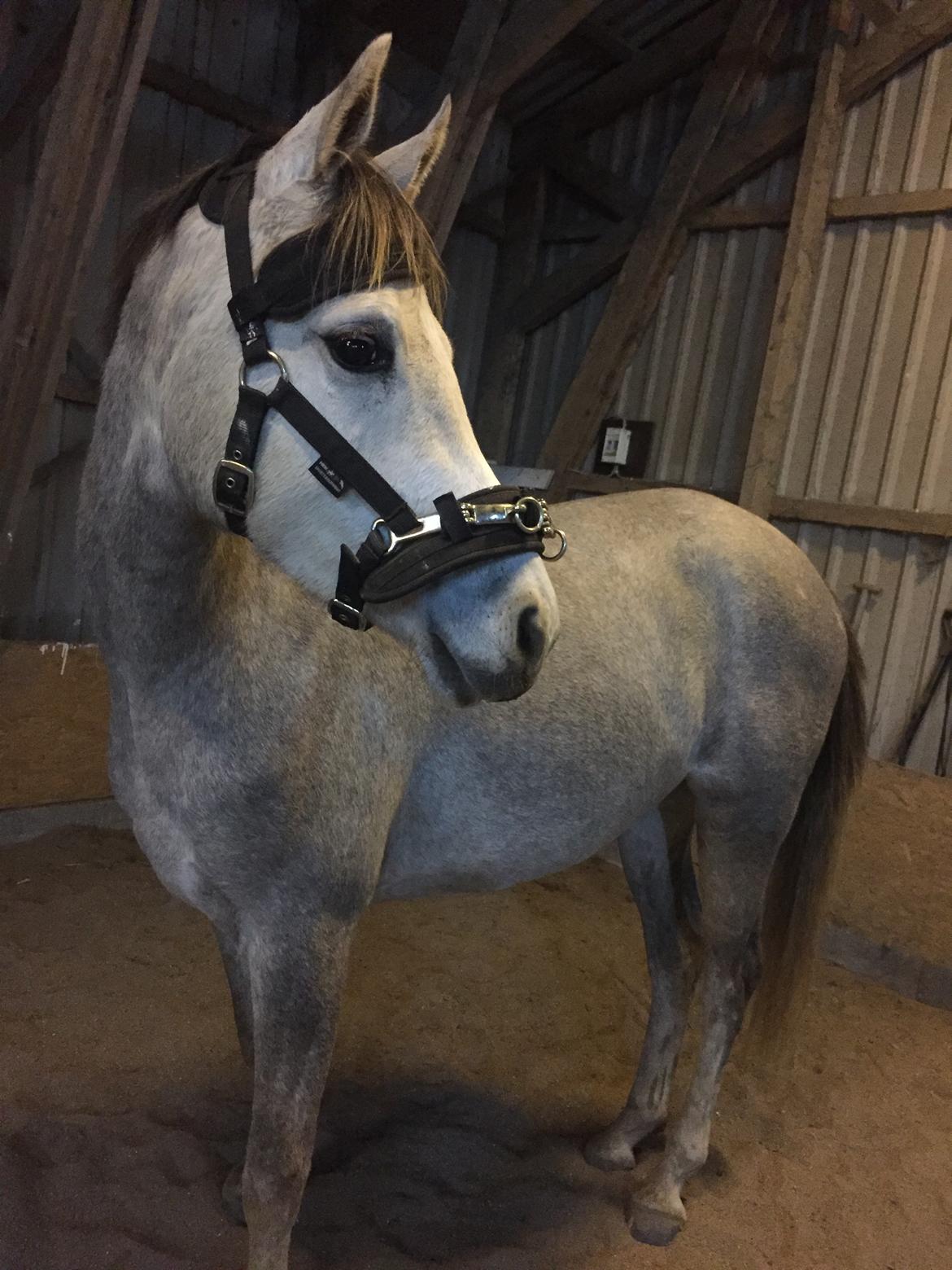 Anden særlig race Suna's Miss Diva - Smækre steg <3 billede 8