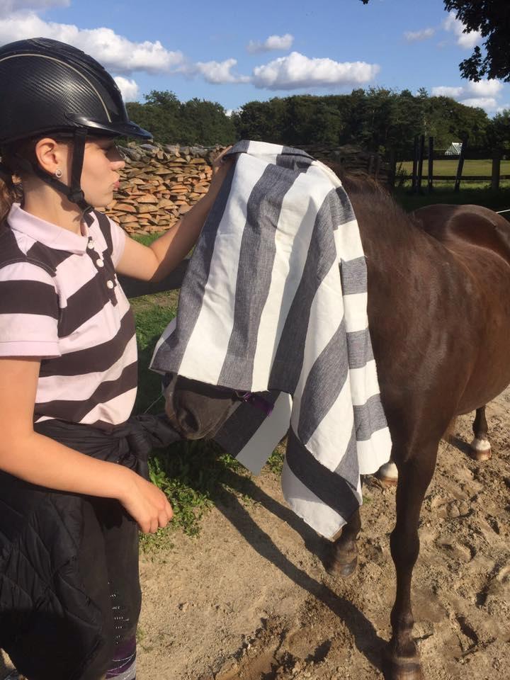 New Forest Kærgaardens Chili billede 13