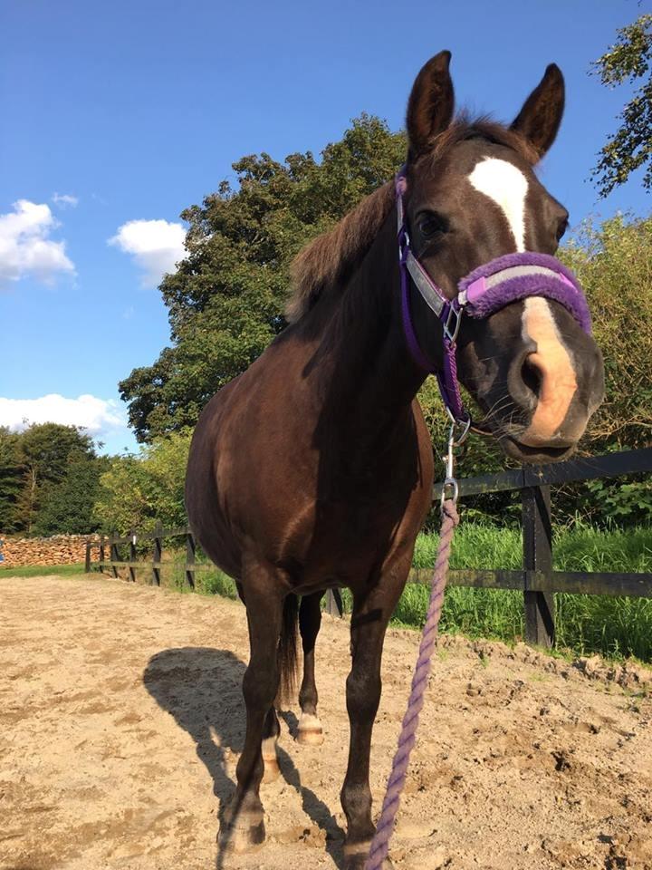 New Forest Kærgaardens Chili billede 19