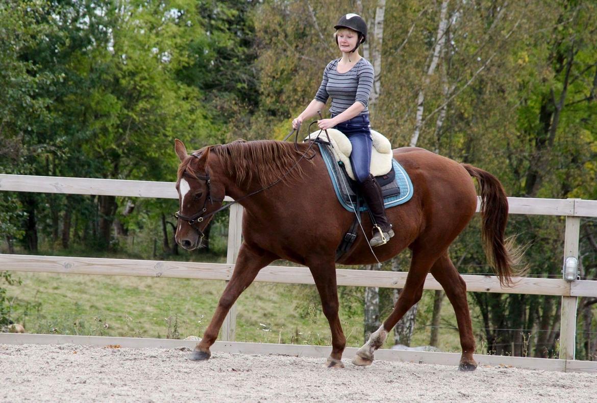 Anden særlig race Cassiopeia billede 3